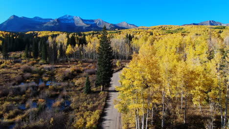 impresionante pájaro azul brillante amanecer soleado mañana otoño árbol de abeto bosque caída colores amarillos dorados kebler pasar aéreo cinematográfico drone crested butte gunnison colorado montañas rocosas camino camino hacia adelante