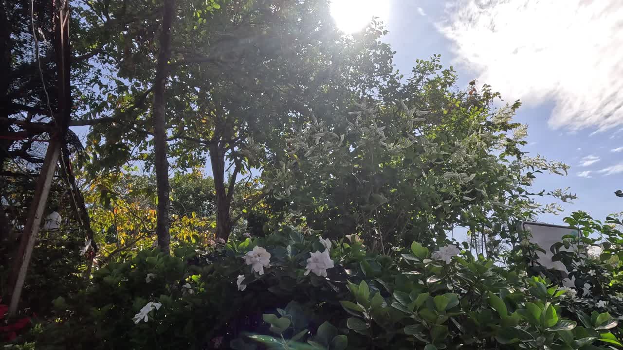 빛은 조용한 정원의 나무를 통해 빛납니다.