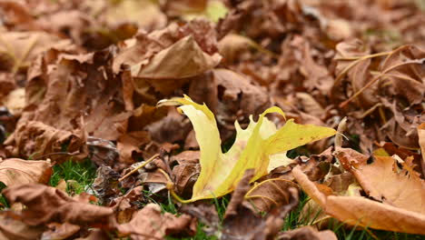 Una-Hoja-Se-Mueve-Suavemente-Debido-Al-Viento-Otoñal,-Tendida-Sobre-La-Hierba,-Naturaleza,-Suiza,-Una-De-Las-4-Estaciones