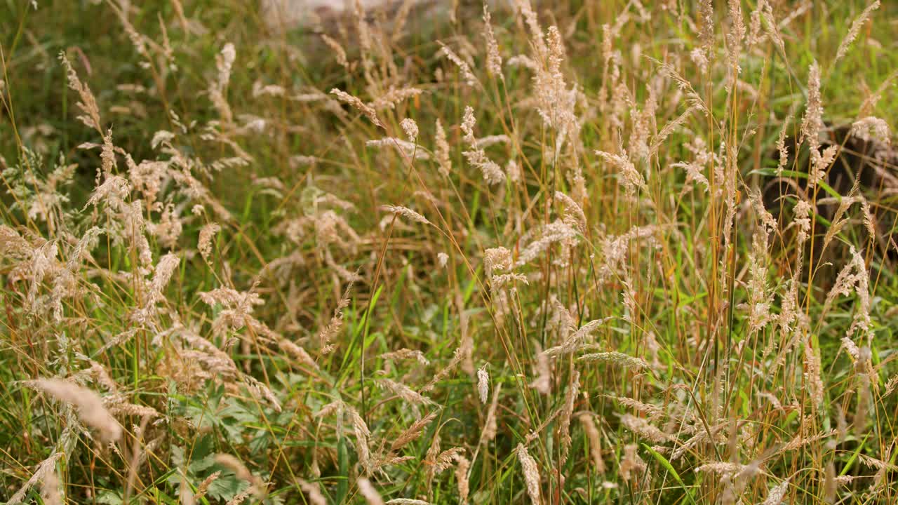 Macro view of wild grasses gently moving in natural light, static camera, summer meadow environment