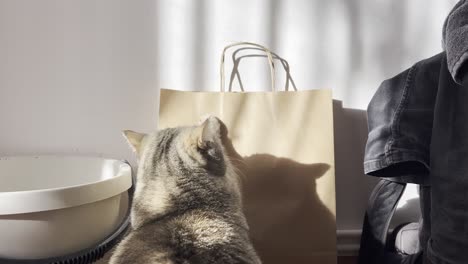 cat engages playfully with paper bag, then curiously peers into a bucket before gracefully exiting the frame