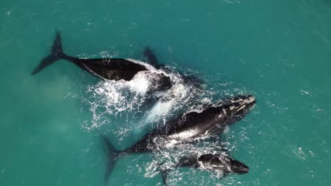 Ballena-Franca-Austral-Madres-Y-Crías-Con-Blanco