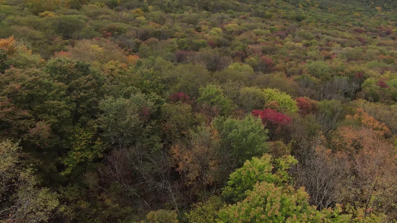 Drone FPV a bassa quota sulle cime degli alberi