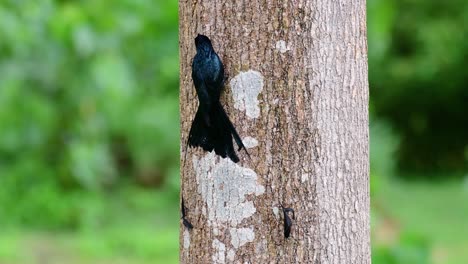 El-Drongo-Cola-De-Raqueta-Mayor-Es-Conocido-Por-Su-Cola-Que-Parece-Una-Raqueta