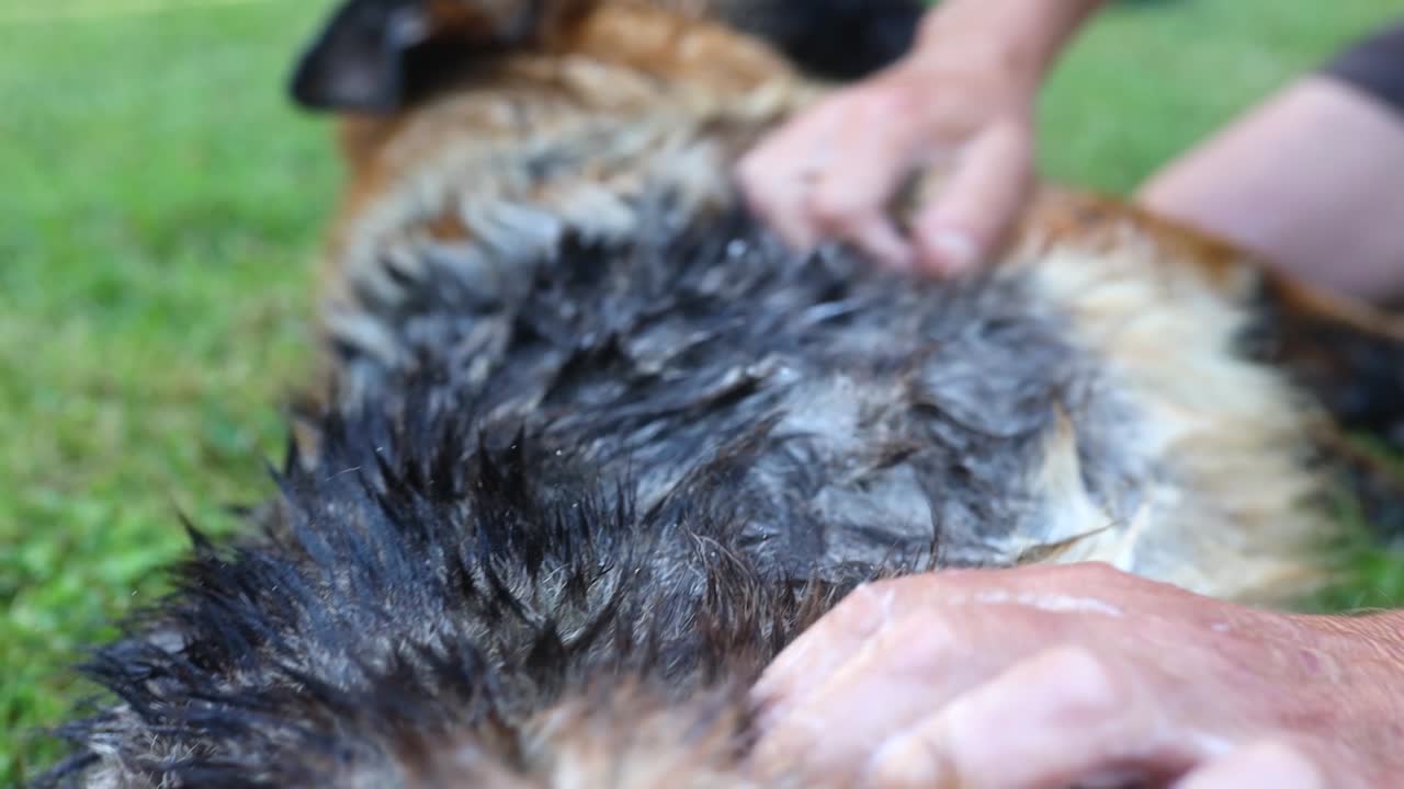 slomo cinematográfico de un perro pastor alemán mojado siendo acurrucado por un hombre