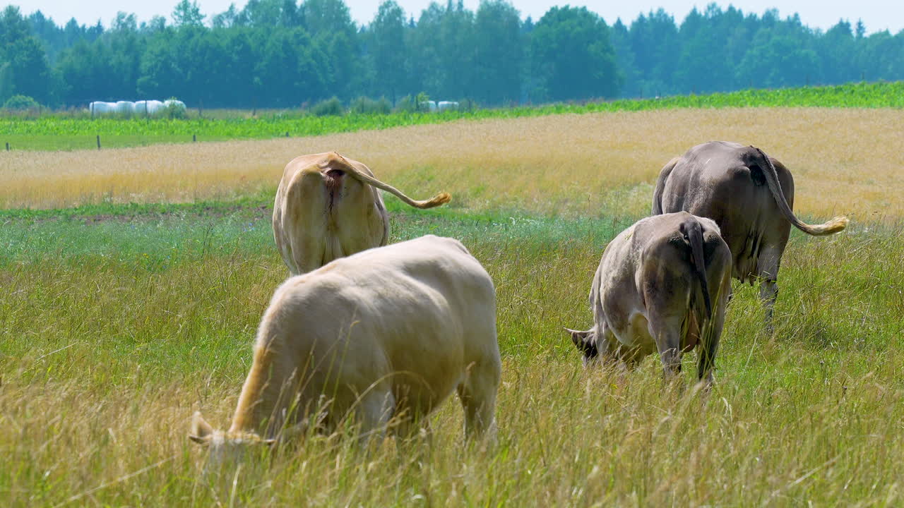 Cattle Grazing in a Green Pasture with Distant Fields and Trees