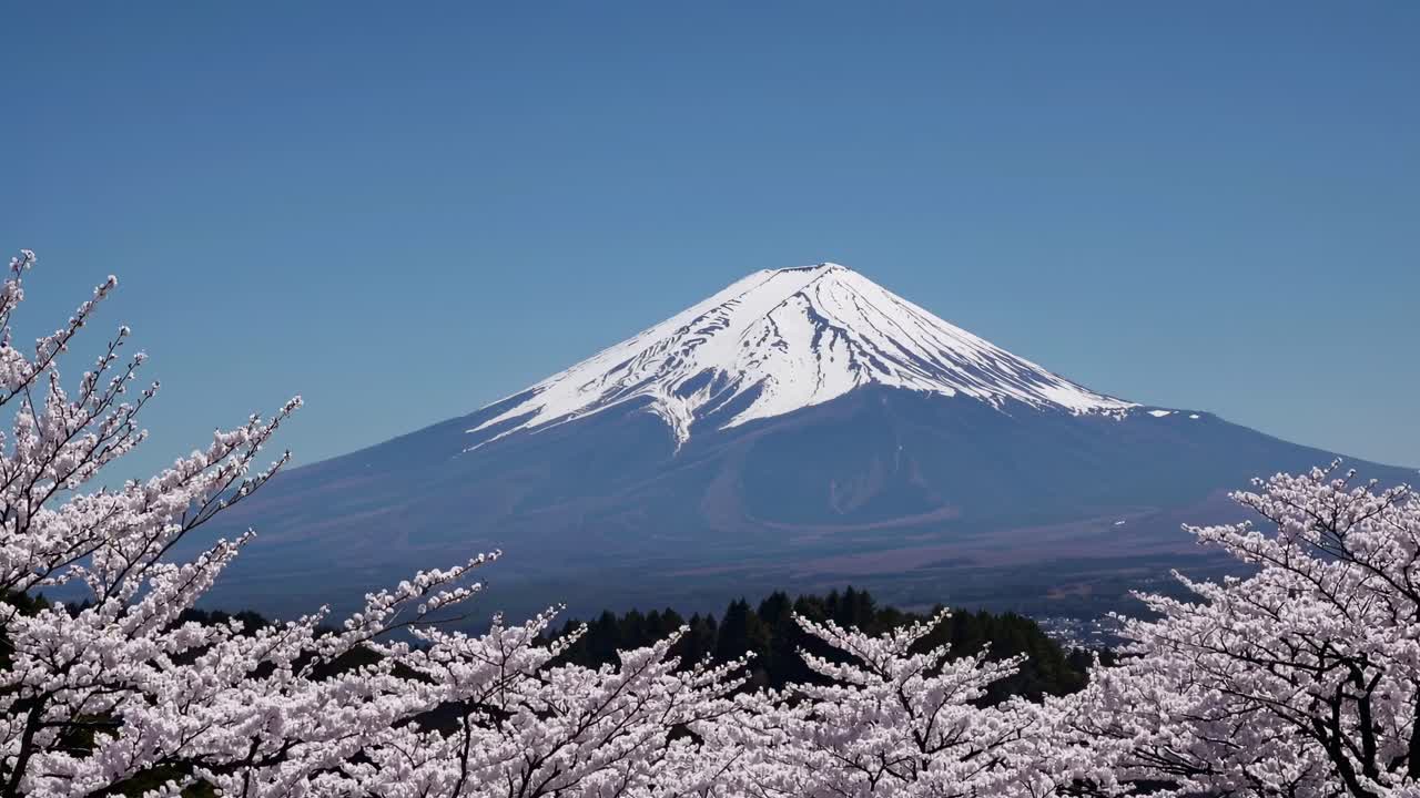 En fredfyldt videoscene af Mount Fuji med kirsebærblomster i forgrunden