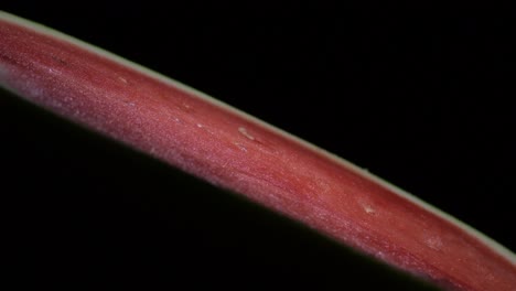 red pulp of watermelon fruit gyrating on black background