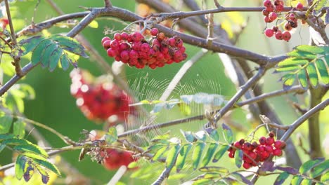 An-Einem-Sonnigen-Morgen-Fängt-Das-Video-Reife-Vogelbeeren-Ein