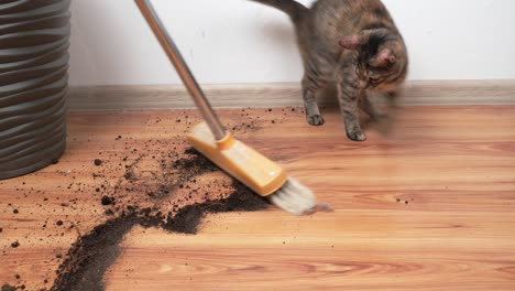 a young tabby cat is scattering earth from a flower pot, the cat is bored and she is trying to cheer herself up, the concept of transplanting flowers