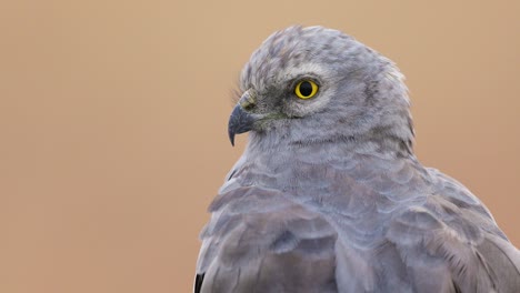 primer plano del aguilucho de montagu pájaro macho mientras mira hacia atrás en la pradera marrón