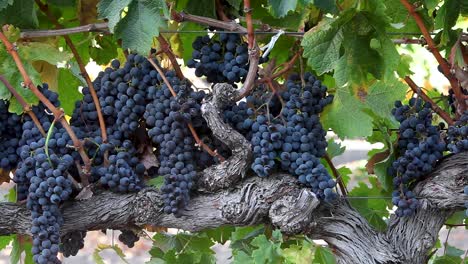 Long-shot-of-machine-picking-during-harvest-in-a-Santa-Ynez-Valley-AVA-vineyard-of-California