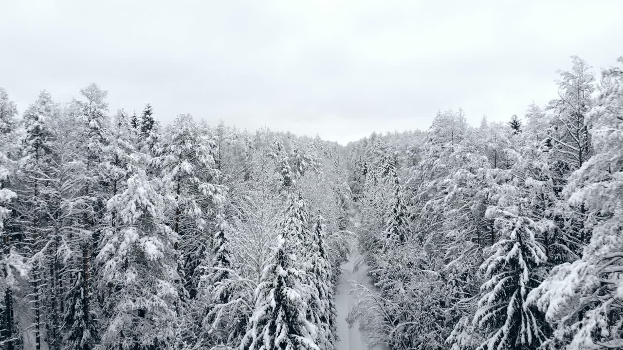 4k. 북쪽의 겨울 숲 위로 비행하고, 공중 평면도를 봅니다.