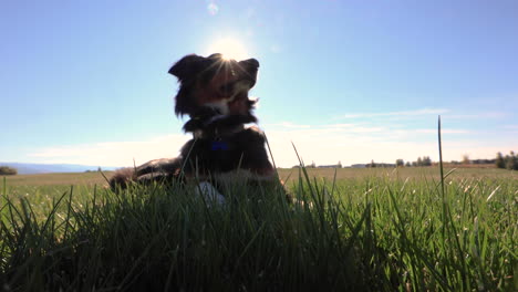 dog in a grassy field during sunset 4k