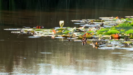 Pequeños-Peces-Nadan-Entre-Los-Nenúfares,-Con-Reflejos-De-Plantas-En-El-Agua-Al-Fondo