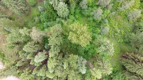 Trees-Top-Down-Drone-Montana