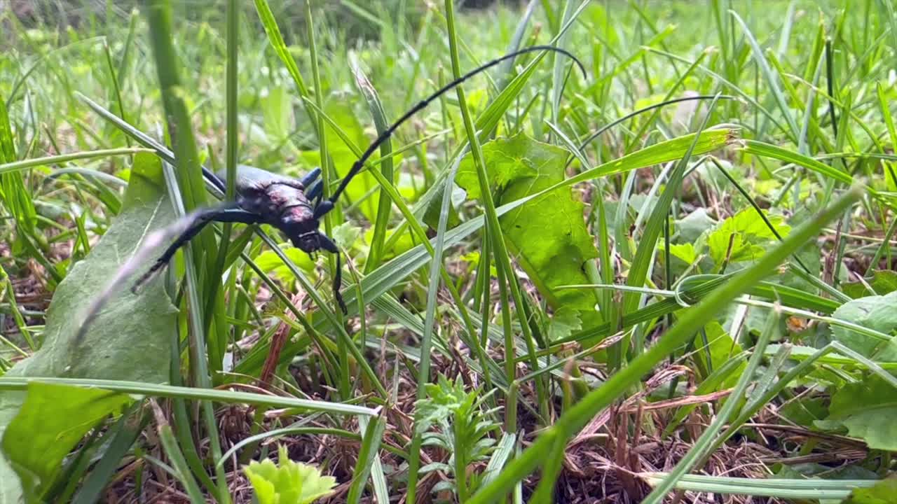 Moskusbuk (Aromia moschata) klatrer på et græsstrå. Saaremaa, Estland