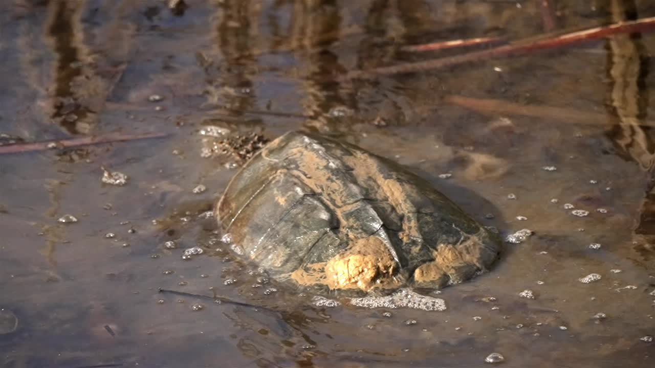 Snapping turtle moves side to side distrubring muddy murkey water in swampy area