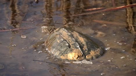 snapping turtle moves side to side distrubring muddy murkey water in swampy area