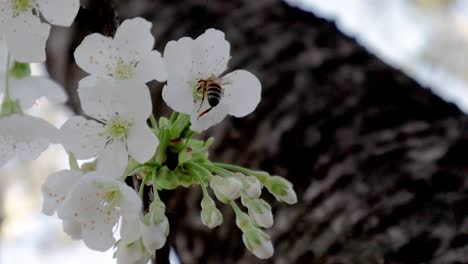 Abeja-En-Una-Flor-De-Cerezo.-Día-Soleado-Y-Brillante