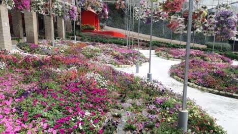 the beautiful flowers and grass beds of cameron highlands malaysia