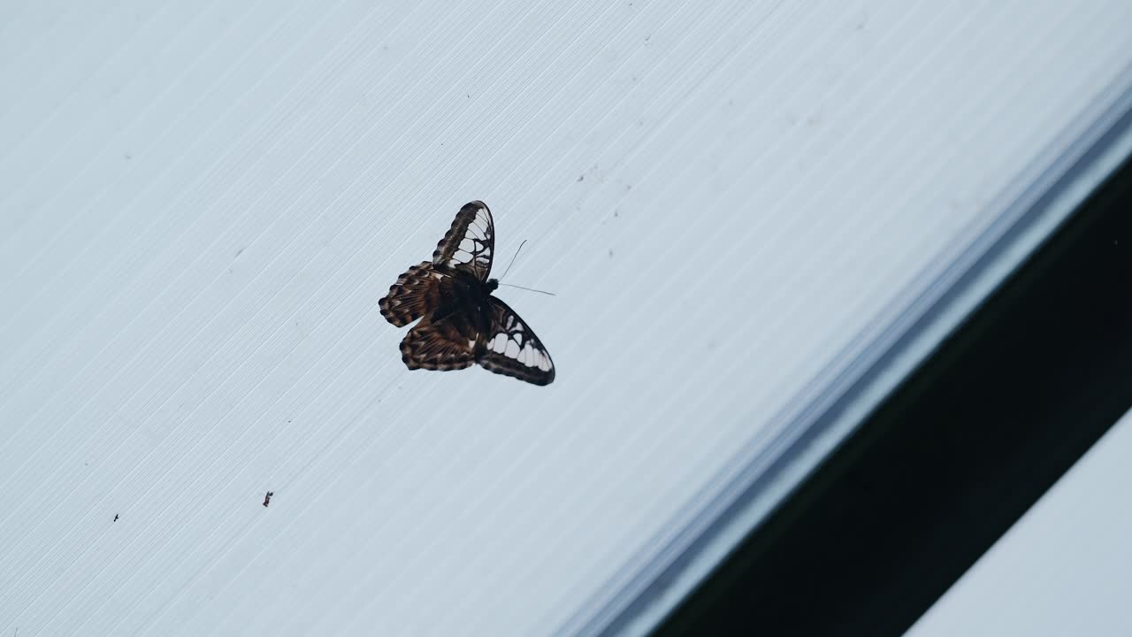 Tropical butterfly clings to white surface, highlighting contrast, fine patterns