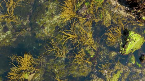 Wasserpflanzen-Und-Moosige-Felsen-Unter-Dem-Klaren-Wasser