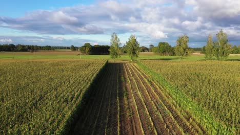 cultivated cut out latvian farmland corn field crop, aerial view flying reverse