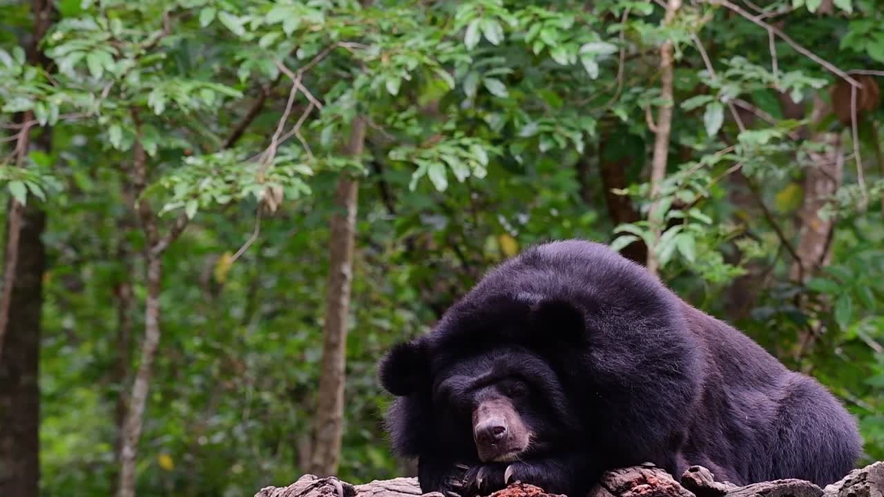 oso malayo a punto de quedarse dormido, helarctos malayanus