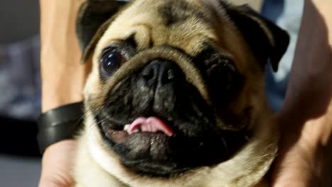 retrato de un perro pug