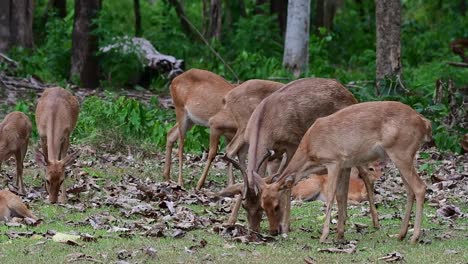 herd grazing with a loving stag during a windy afternoon