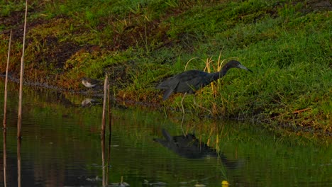 little blue heron and a sandpiper at a lake