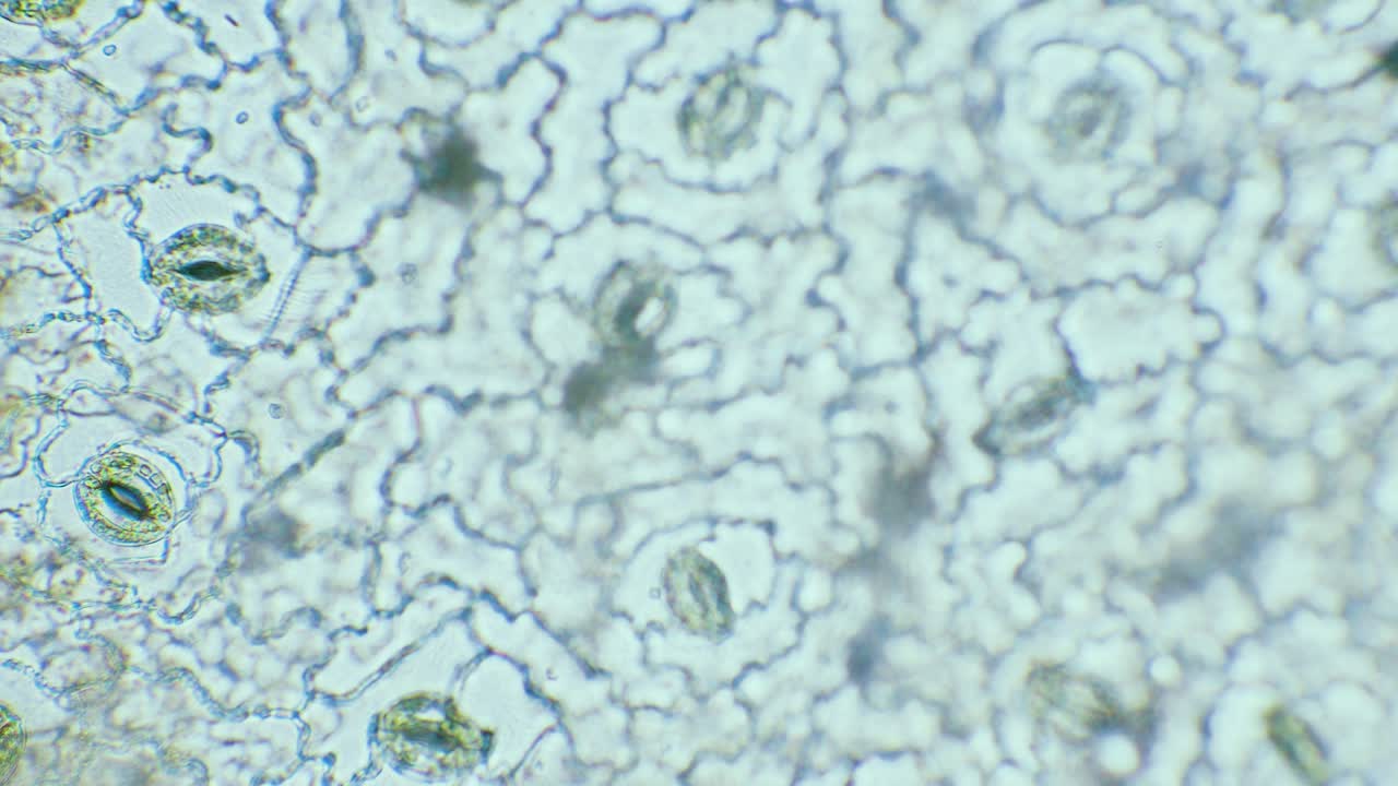 Plant breathing cell stomata with chloroplasts inside, 400x magnification