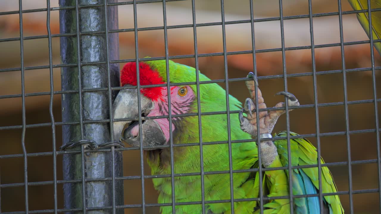 Military Macaw strips paint from cage with beak, paint shavings land on head from above