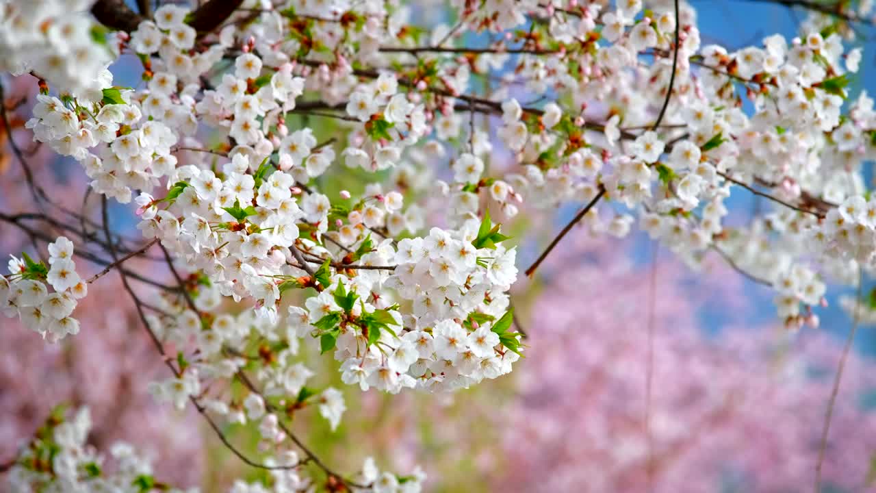 Blooming sakura cherry blossom
