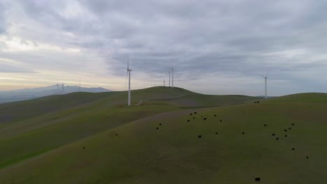 side dolly over cattle approaching wind turbines with moody clouds at dusk