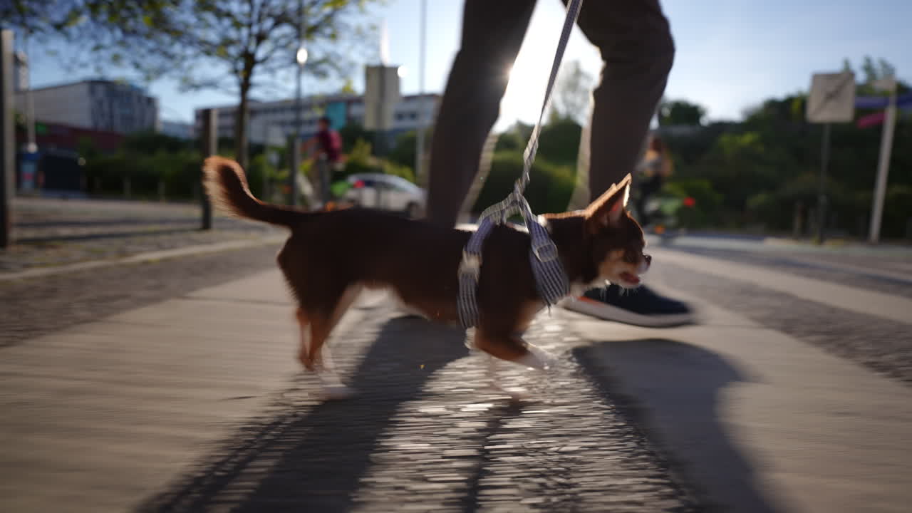 Friendly pet owner walking small brown chihuahua along urban sidewalk during bright sunny afternoon, enjoying outdoor companionship and leisurely stroll through city neighborhood