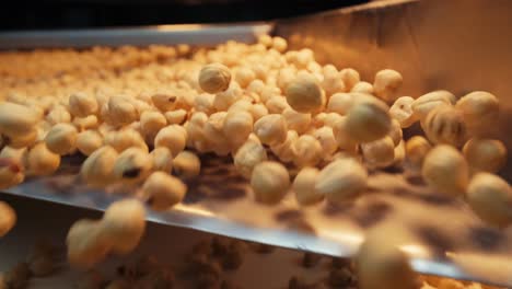 natural hazelnut processing factory. slow motion,4k