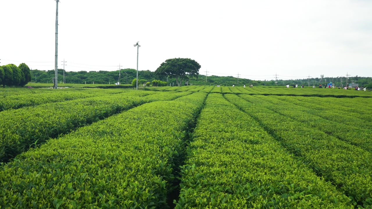 Discesa aerea su vaste file di piantagioni di tè verde dell'isola di Jeju con turisti visibili sullo sfondo sotto un cielo coperto.