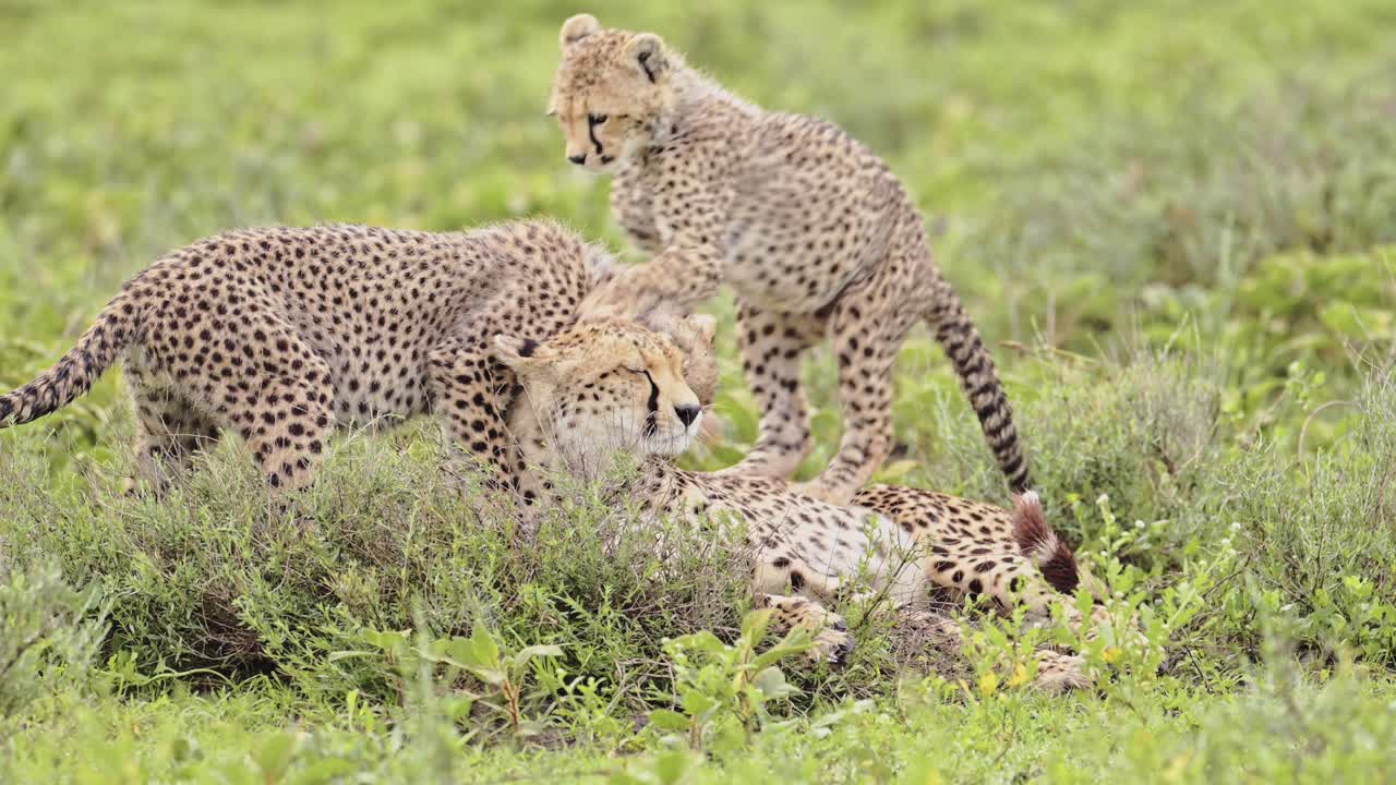 Slow Motion Cheetah Cubs Playing with Mother, Cute Playful Baby Cheetahs in Serengeti Tanzania in Africa, Serengeti National Park African Wildlife on Safari Animals Game, Rough and Tumble