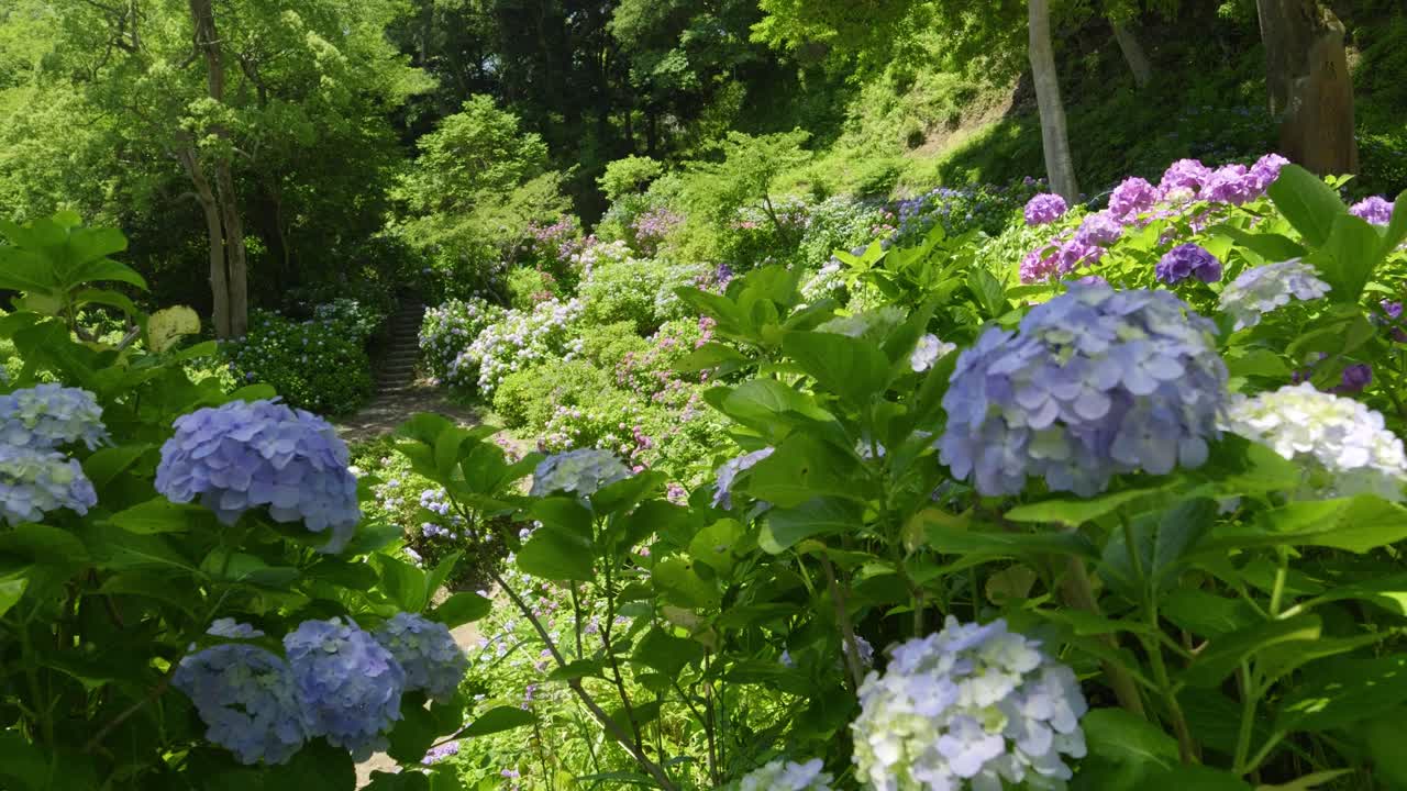 Right moving cinematic slider over full blooming hydrangea flowers