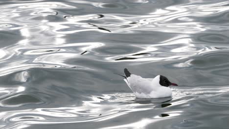 Seagull-floats-on-the-crystal-clear-reflecting-lake-and-fly-away