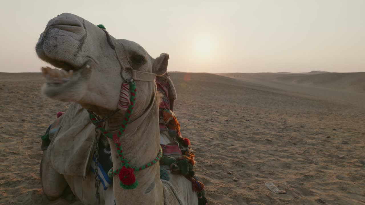 el atardecer en el desierto, los camellos acostados en la arena. egipto