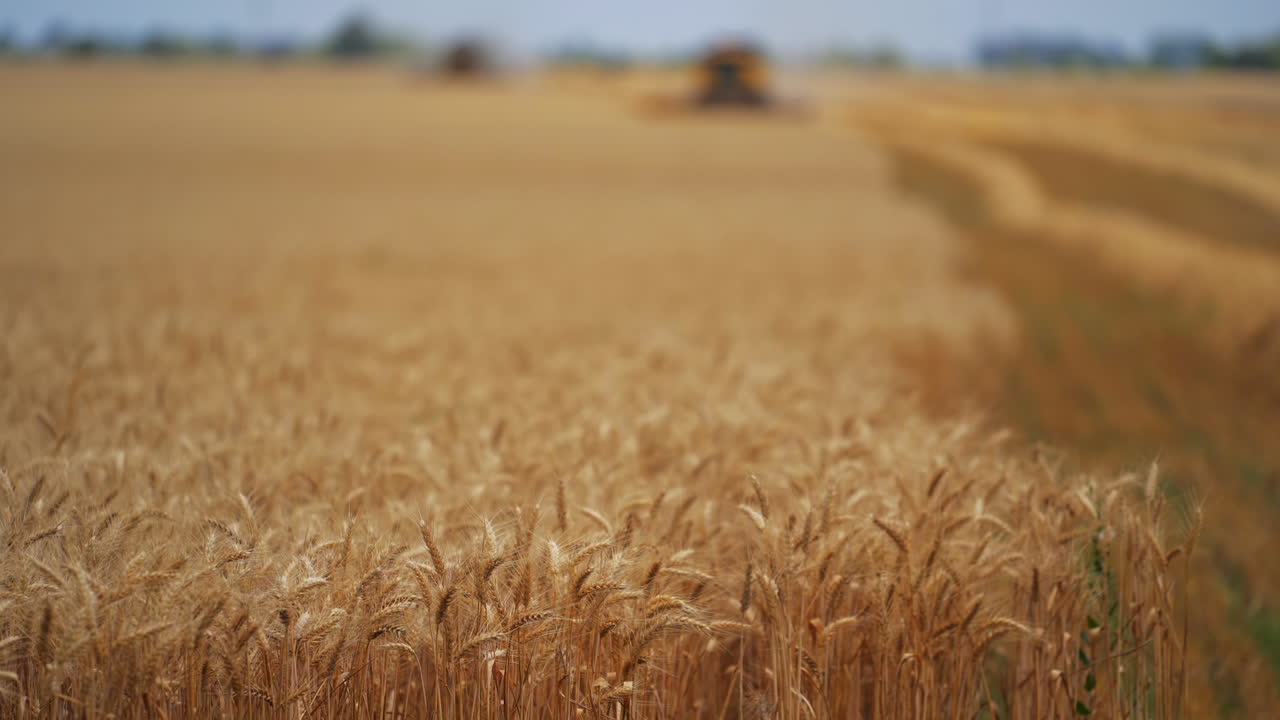 Golden ripe ears of wheat. Landscape with field of ripe wheats