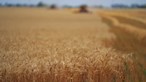 golden ripe ears of wheat. landscape with field of ripe wheats