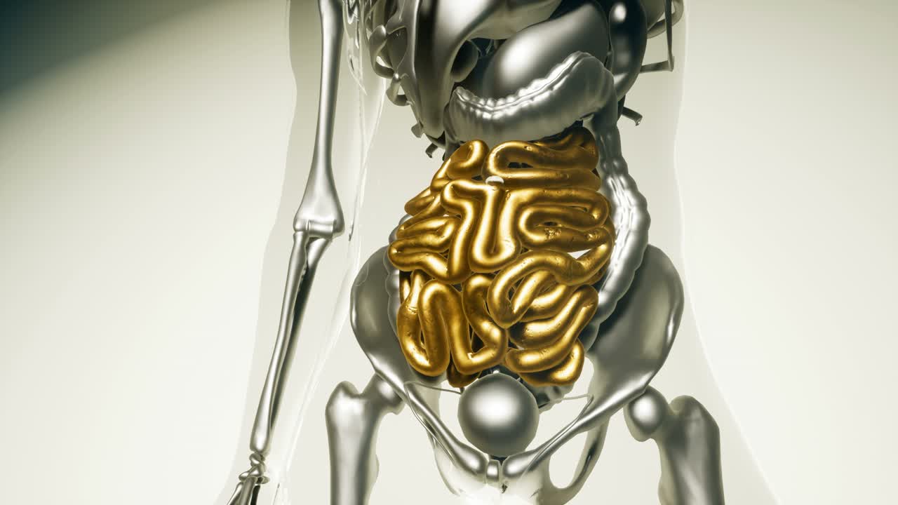 modelo de intestino humano con todos los órganos y huesos