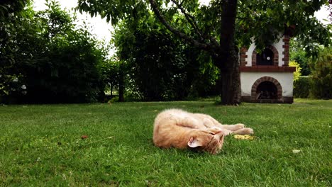 red cat enyoing a summer day by rolling around and cleaning in the green grass in the garden, closeup of face