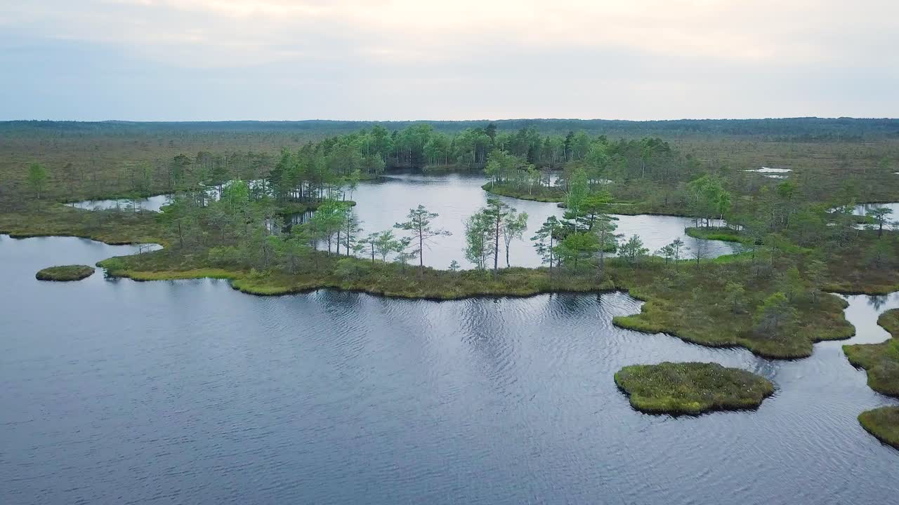 Smuk droneudsigt over moseklima med søer på en solrig sommerdag, Dunika tørvemose, flyv over fyrretræerne, vidvinkel droneoptagelse, der bevæger sig fremad.