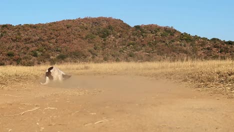 Springer-Spaniel-delightfully-plays-on-dirt-road-in-slow-motion,-exuding-joy-and-energy-in-the-dust