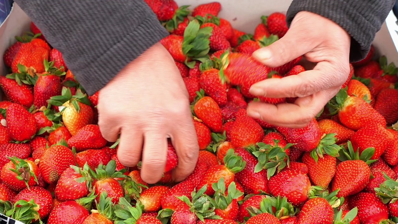 Hands Sorting Fresh Ripe Strawberries in a Box